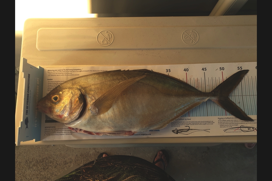Pat Barrett caught this 51.0cm Trevally at White Rock during The Export NZ Fishing Competition