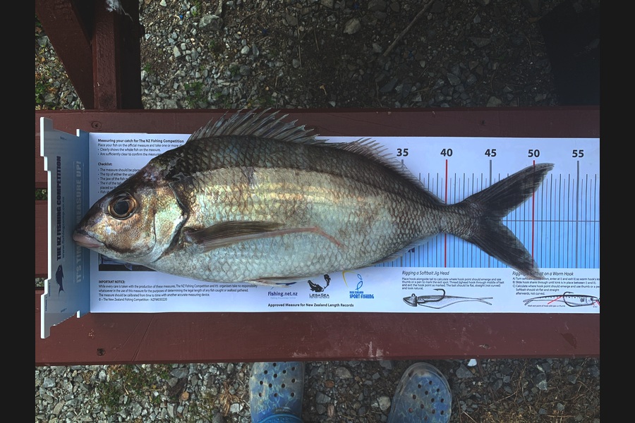 Rob Allan caught this 46cm Tarakihi at Wellington during The Export NZ Fishing Competition