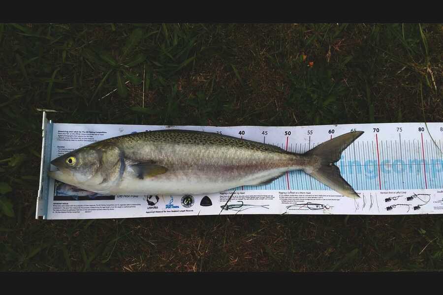 Bryce Powell caught this 60cm Kahawai at Pakawau during The Export NZ Fishing Competition