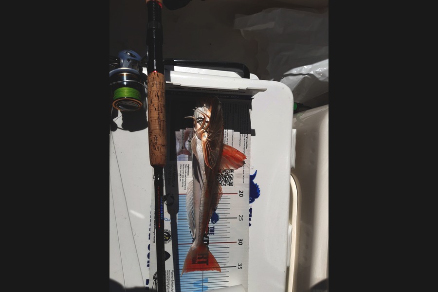 Nigel Boreham caught this 35.5cm Gurnard at Firth of Thames  during The Export NZ Fishing Competition