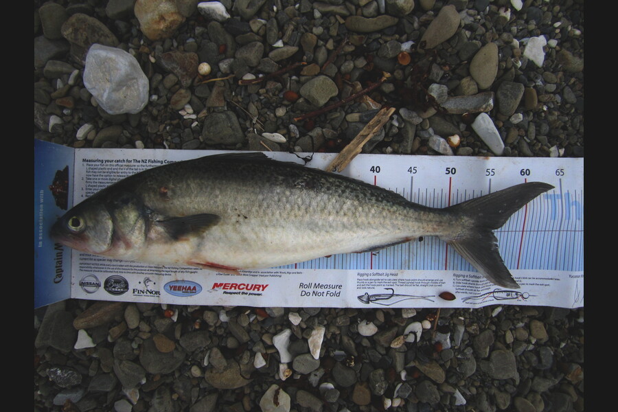Ollie Gale caught this 55.5cm Kahawai at kaikora during The Export NZ Fishing Competition