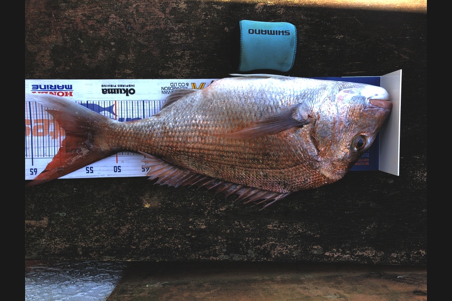 Andrew Froome caught this 59.0cm Snapper at Patea during The Export NZ Fishing Competition