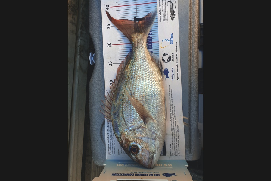 Pat Barrett caught this 35.5cm Snapper at Otaki Beach during The Export NZ Fishing Competition
