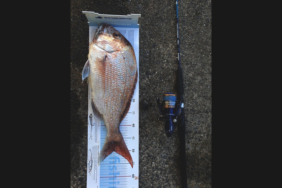 Hamish Woods caught this 50.0cm Snapper at Mana during The Export NZ Fishing Competition