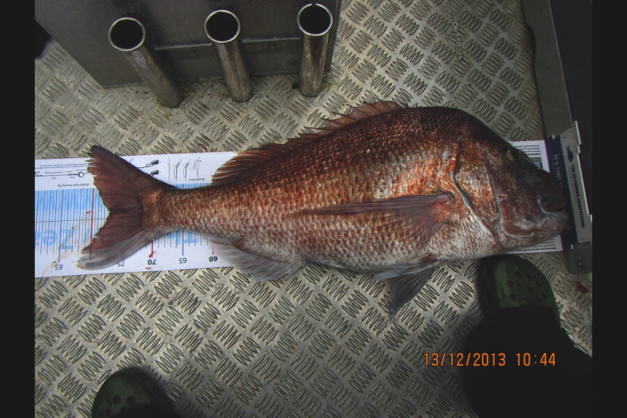 Zane Rackham caught this 77.0cm Snapper at Raus Whk during The Export NZ Fishing Competition