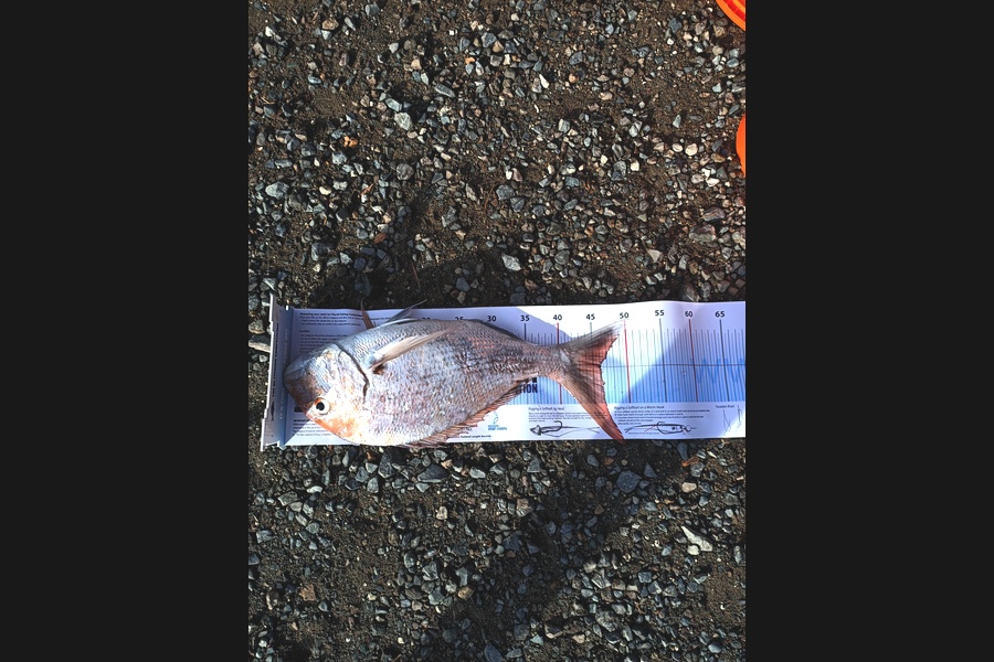 desmond robert caught this 46.0cm Snapper at Whatipu  during The Export NZ Fishing Competition