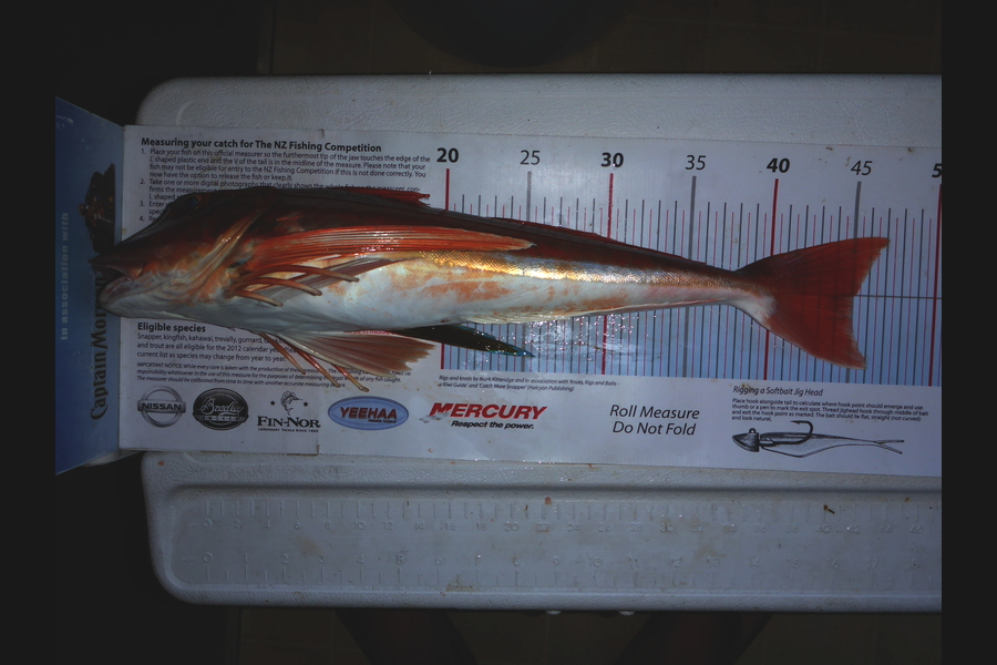 Richard Davies caught this 45.0cm Gurnard at welly west during The Export NZ Fishing Competition