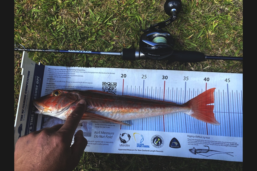 Ian Pedersen caught this 41.5cm Gurnard at BOP during The Export NZ Fishing Competition