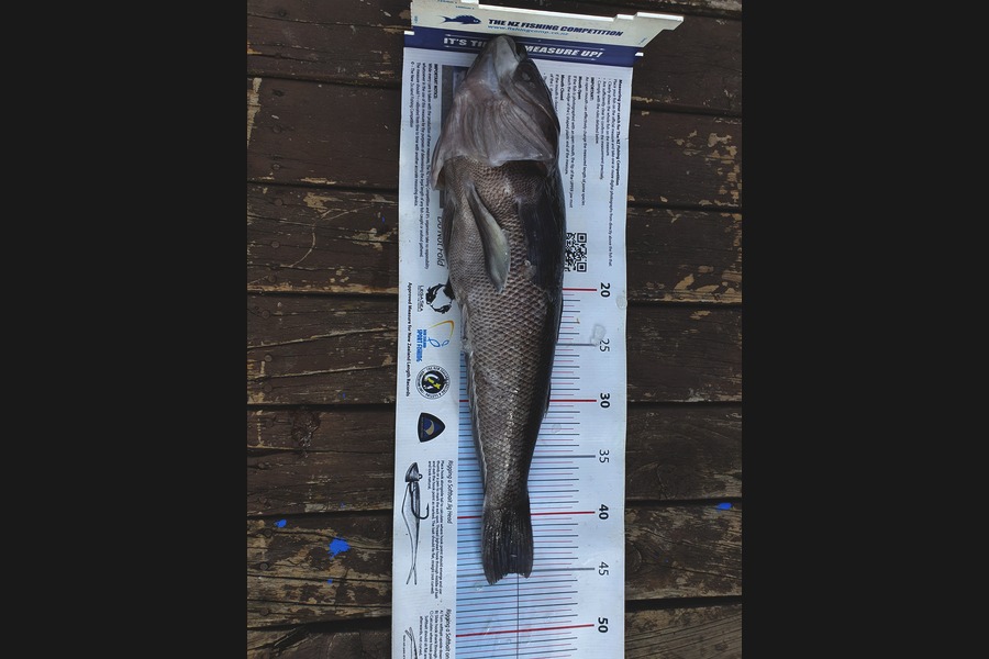 Andrew Martin caught this 45.0cm Blue Cod at Tora during The Export NZ Fishing Competition