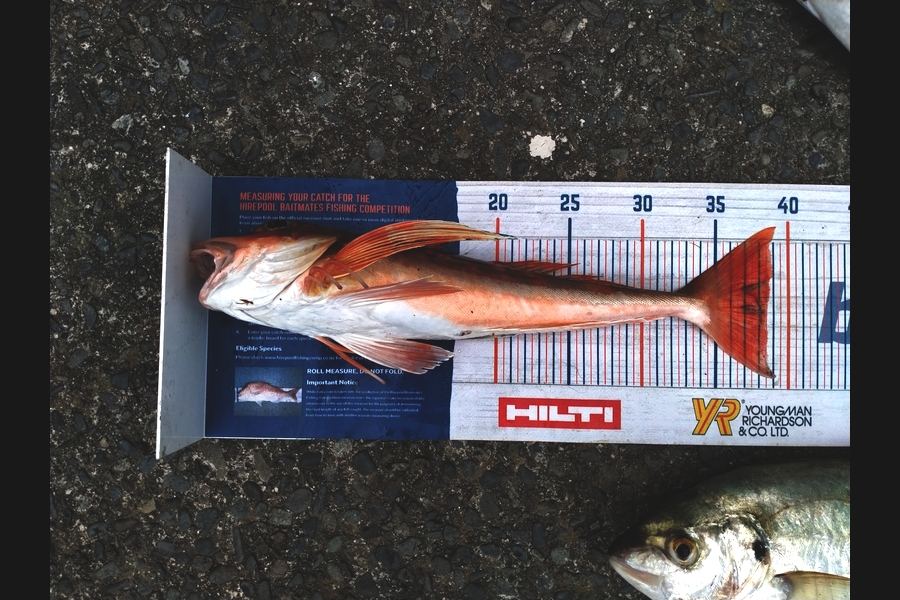 Tim  McKenzie caught this 38.5cm Gurnard at Napier during The Export NZ Fishing Competition
