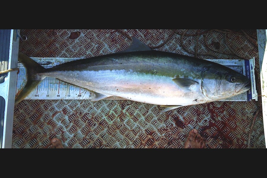 Curtis  Harris caught this 105.5cm Kingfish at Whangarei during The Export NZ Fishing Competition