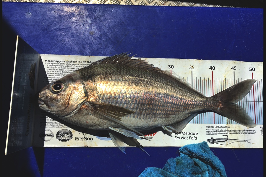Anthony Murray caught this 45.0cm Tarakihi at Wellington  during The Export NZ Fishing Competition