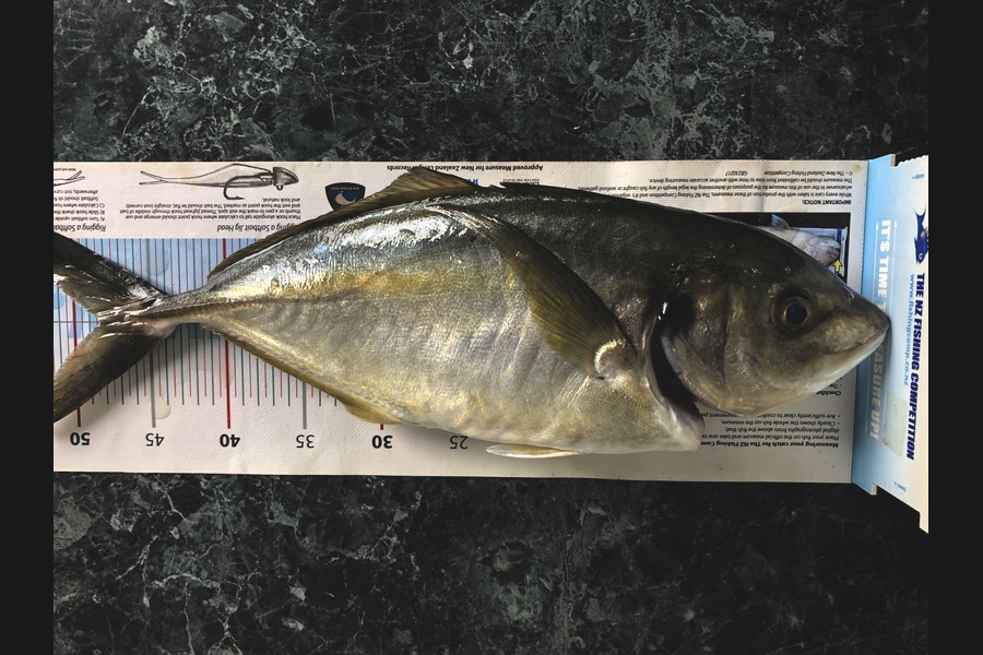 Kirstie  Huxtable  caught this 46.5cm Trevally at Penguin shoals  during The Export NZ Fishing Competition