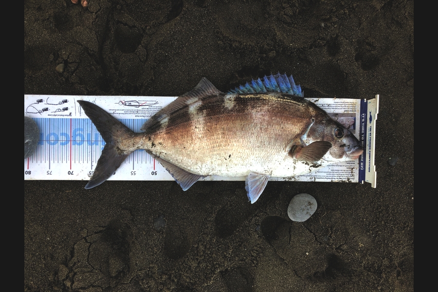 John Wyeth caught this 61.5cm Blue Moki at Wairarapa  during The Export NZ Fishing Competition
