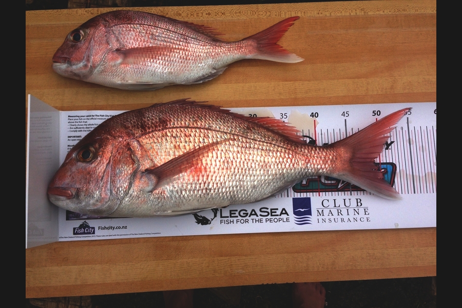 Lisa Bradbury caught this 49.0cm Snapper at Tiri during The Export NZ Fishing Competition
