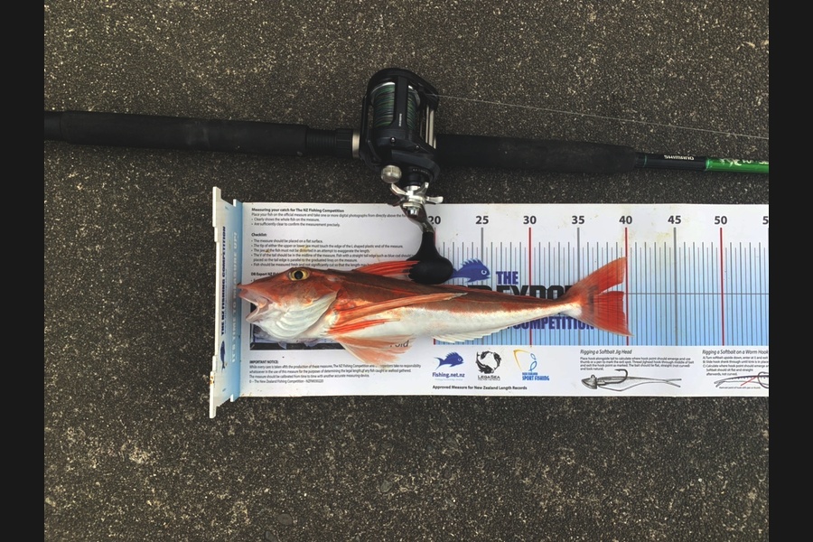 Tanya Canning caught this 39.5cm Gurnard at Hawkes Bay during The Export NZ Fishing Competition