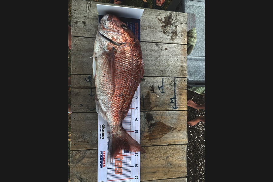 Danelle Kingdom caught this 57.0cm Snapper at Mangawhai  during The Export NZ Fishing Competition