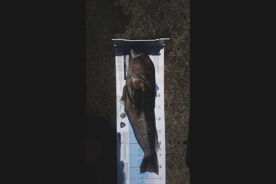 Chilton  Atherton  caught this 52.0cm Blue Cod at Patea south taranaki  during The Export NZ Fishing Competition