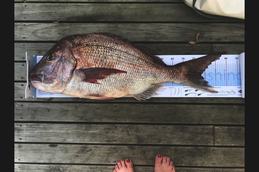 Joe Holden caught this 78.0cm Snapper at Patea during The Export NZ Fishing Competition
