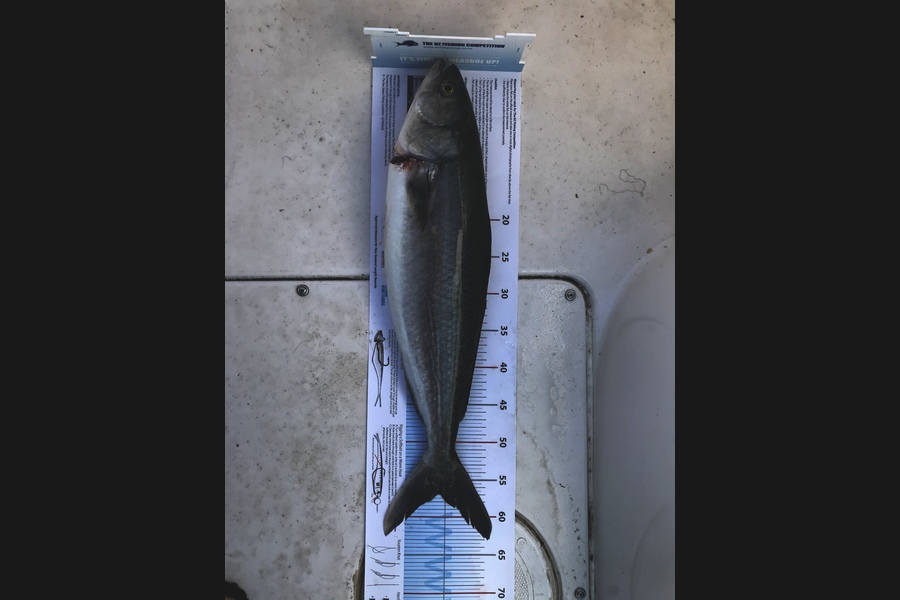 Daniel  Penwarden caught this 56.5cm Kahawai at Mayor Island  during The Export NZ Fishing Competition