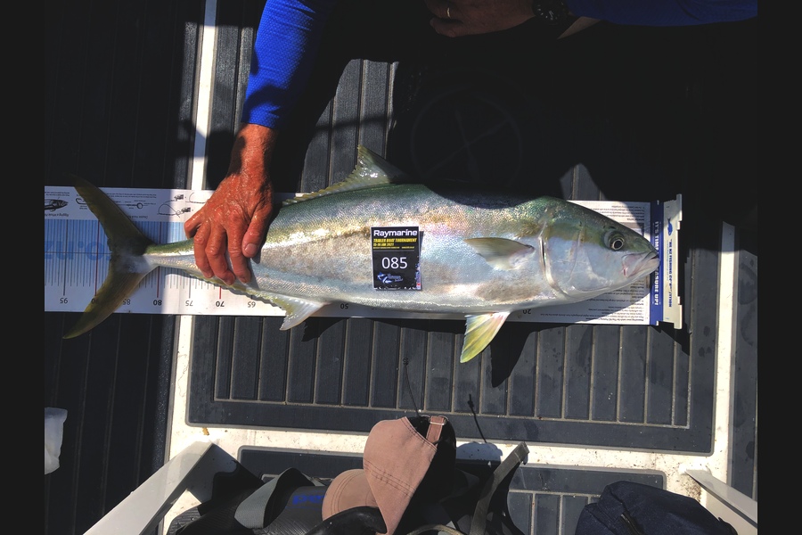 Josh (JW) Williams caught this 87.5cm Kingfish at Schooner Rock during The Export NZ Fishing Competition