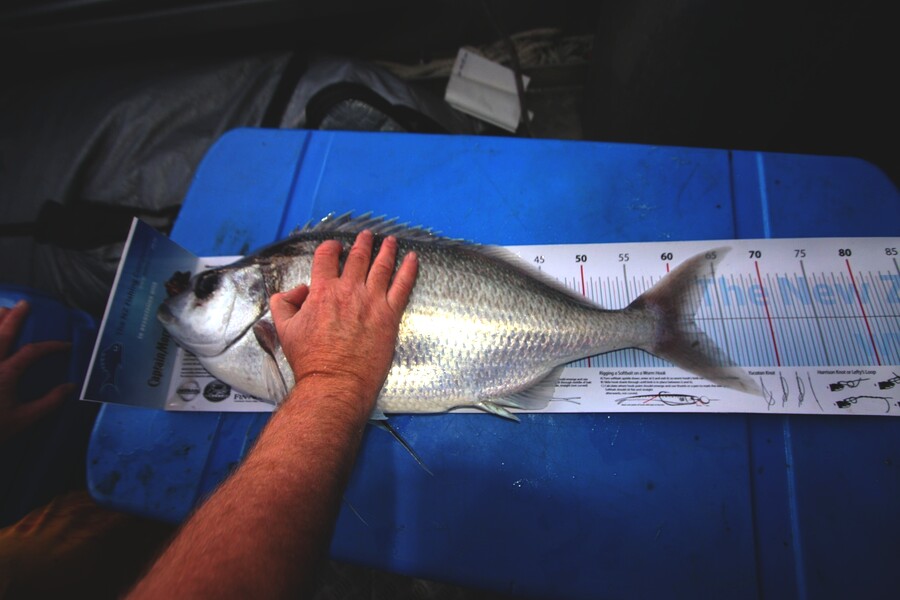 Peter Connolly caught this 61.5cm King Tarakihi at Ranfurly Bank during The Export NZ Fishing Competition