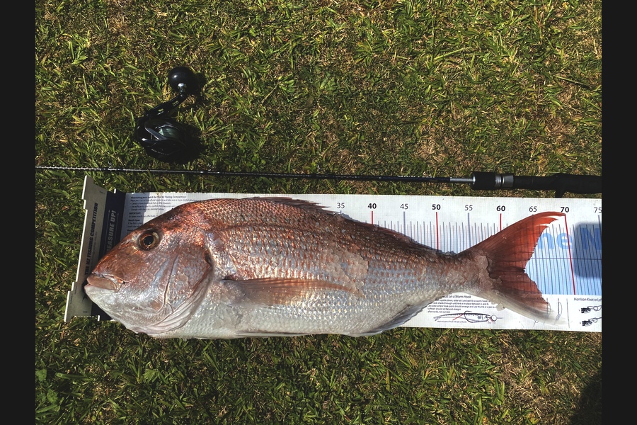 Ian Pedersen caught this 63.0cm Snapper at BOP during The Export NZ Fishing Competition