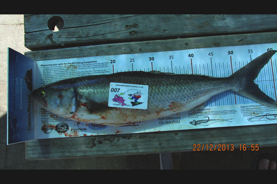 Ian Theobald caught this 55.0cm Kahawai at tasman bay during The Export NZ Fishing Competition