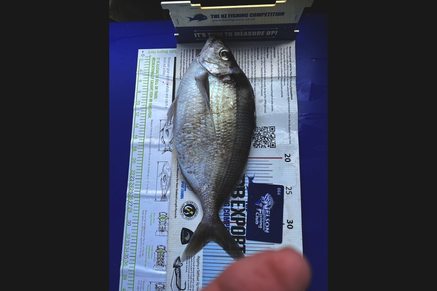 Nikki Fisher caught this 32.5cm Tarakihi at Queen Charlotte Sound  during The Export NZ Fishing Competition