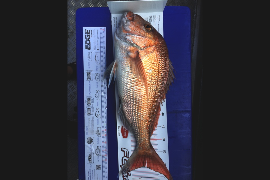 Alan  Sandrey  caught this 60.5cm Snapper at Little Barrier during The Export NZ Fishing Competition