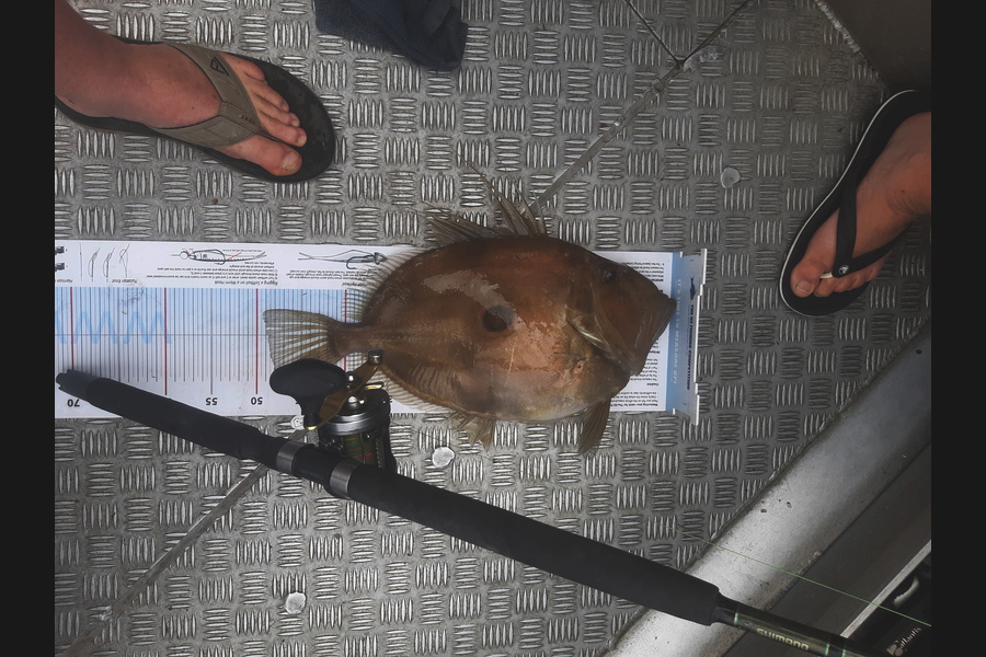 Tony Mcconaghey caught this 49.0cm John Dory at marlborough sounds during The Export NZ Fishing Competition