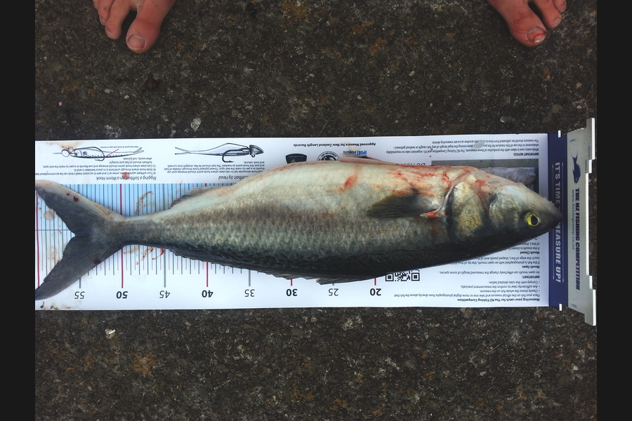 Geoffrey Nijhuis caught this 55.5cm Kahawai at Opape during The Export NZ Fishing Competition