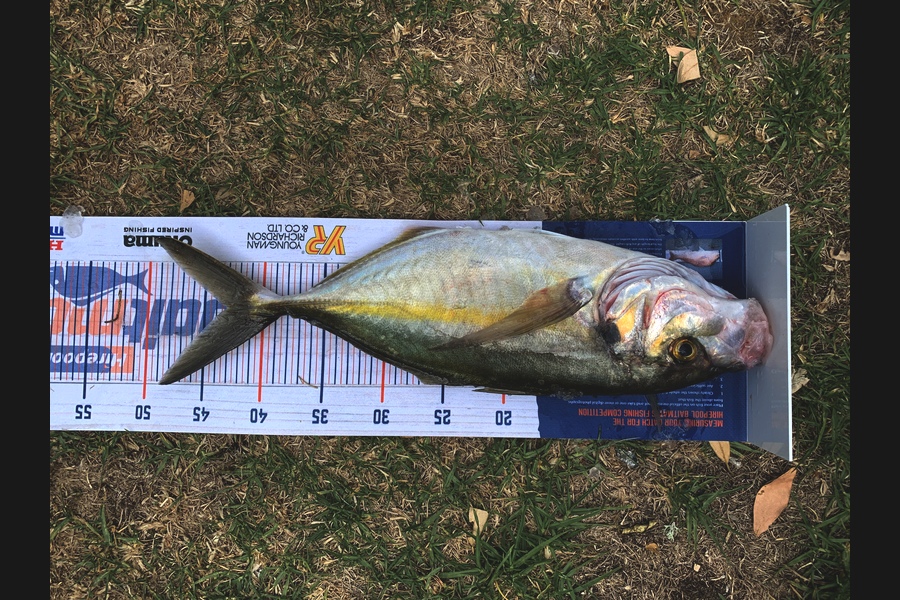 Paul Kingdom caught this 41.5cm Trevally at Bream bay during The Export NZ Fishing Competition