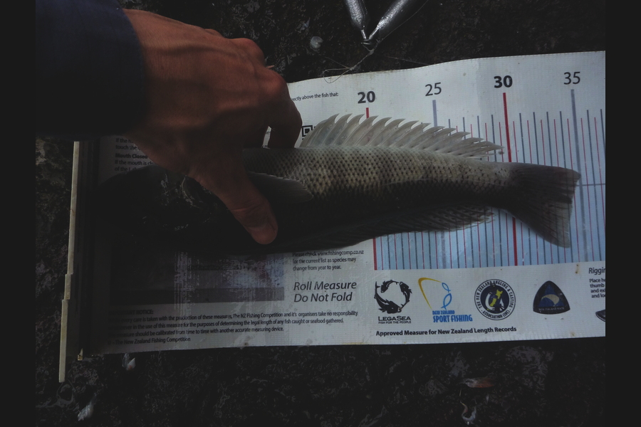 Jay Harland caught this 34.0cm Blue Cod at Banks Peninsula during The Export NZ Fishing Competition