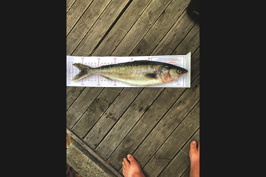 Craig Treneman caught this 60.5cm Kahawai at Hawkes bag  during The Export NZ Fishing Competition