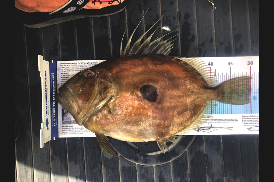 Grant Blair caught this 50.0cm John Dory at Mercury Bay during The Export NZ Fishing Competition