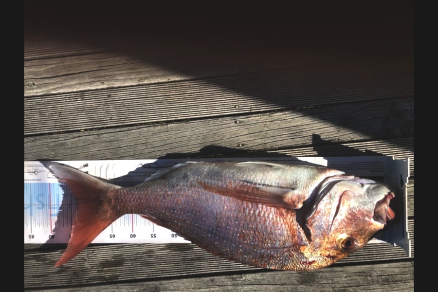 Mark Keatley caught this 73.5cm Snapper at Whananaki  during The Export NZ Fishing Competition