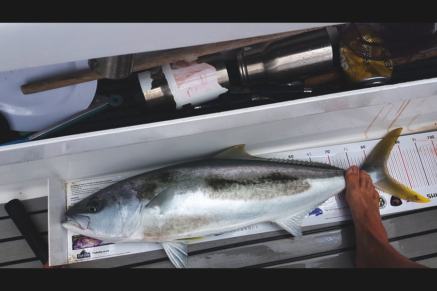 Andrew Wilson caught this 85.0cm Kingfish at Kawau during The Export NZ Fishing Competition