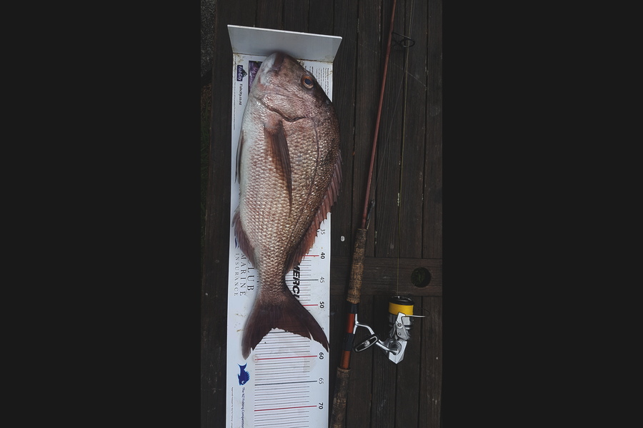 Andrew Wilson caught this 54.0cm Snapper at Kawau during The Export NZ Fishing Competition