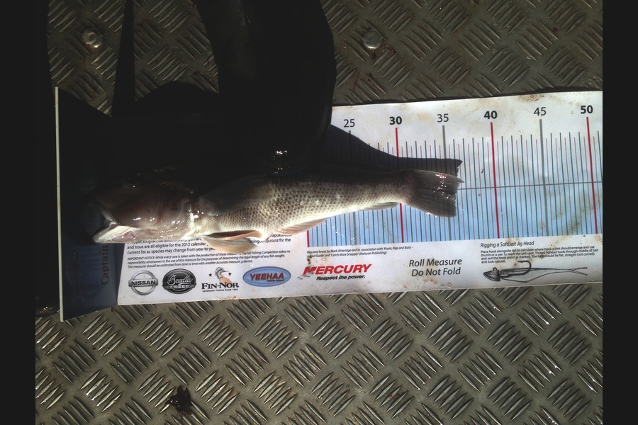 Mike Foothead caught this 35.5cm Blue Cod at Kapiti during The Export NZ Fishing Competition