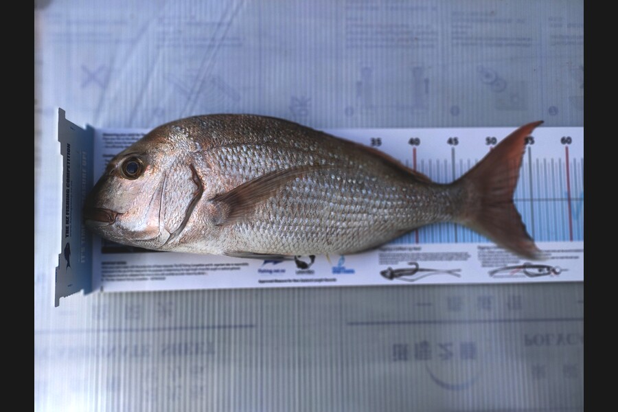 steve nield caught this 52.0cm Snapper at Rangiputa during The Export NZ Fishing Competition
