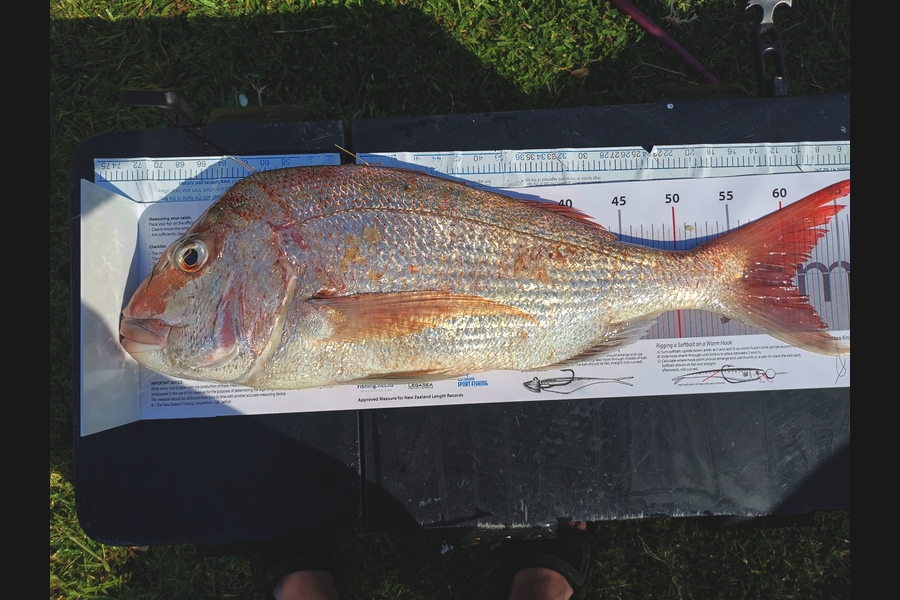Tuan Vo caught this 60.5cm Snapper at Firth of thames during The Export NZ Fishing Competition