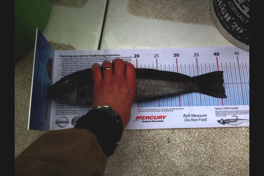 Guy Bonner caught this 40.5cm Blue Cod at Stewart Island during The Export NZ Fishing Competition