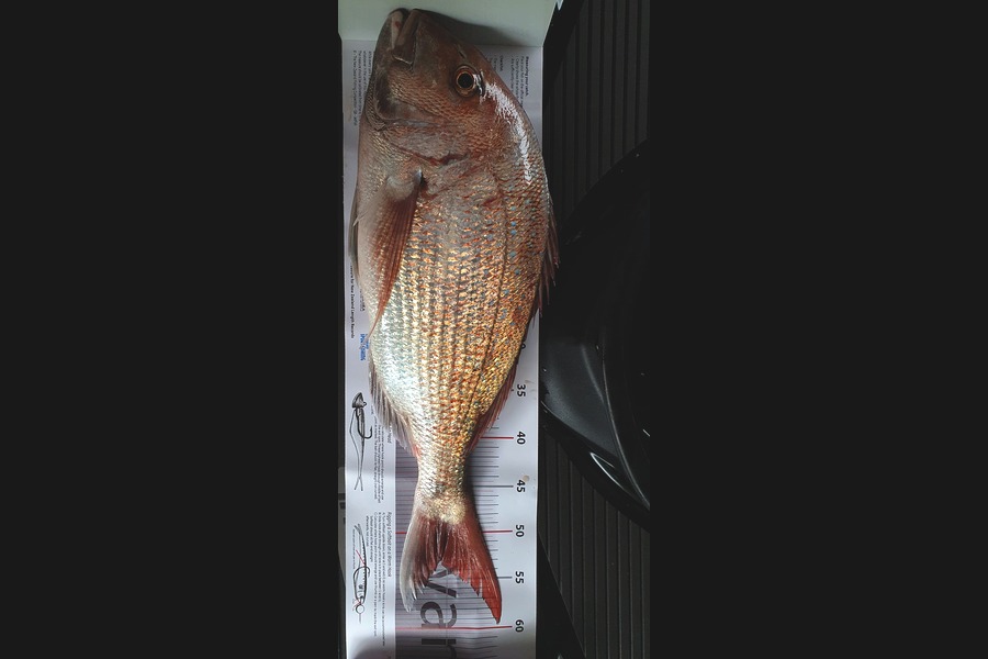 Mark Papps caught this 52.5cm Snapper at Tasman bay during The Export NZ Fishing Competition