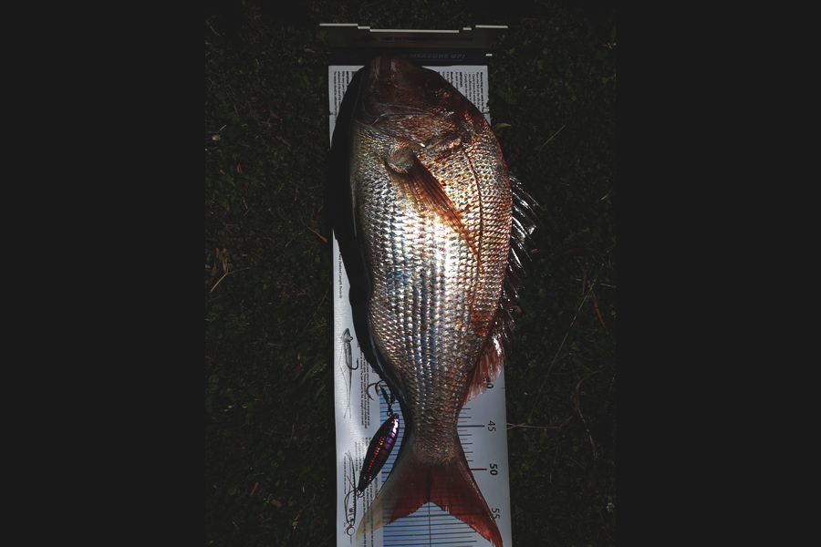 Jim Collins caught this 53.0cm Snapper at Welly harbour during The Export NZ Fishing Competition