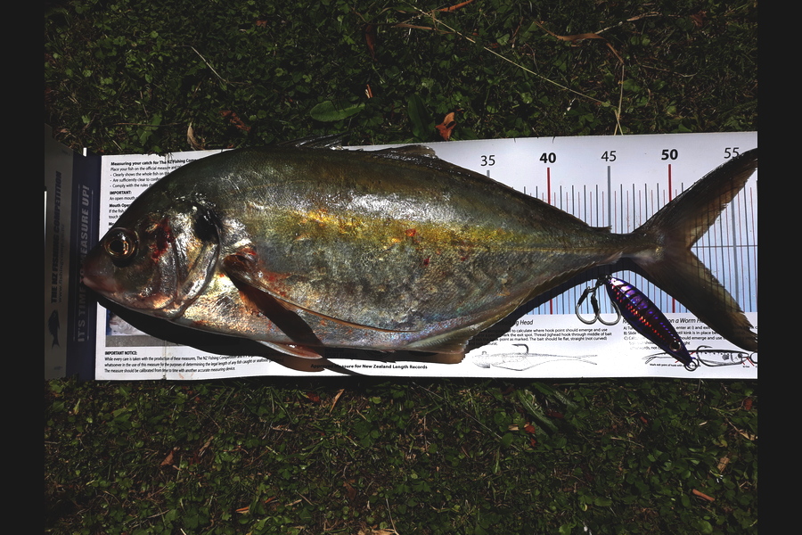 Jim Collins caught this 51.5cm Trevally at Welly harbour during The Export NZ Fishing Competition