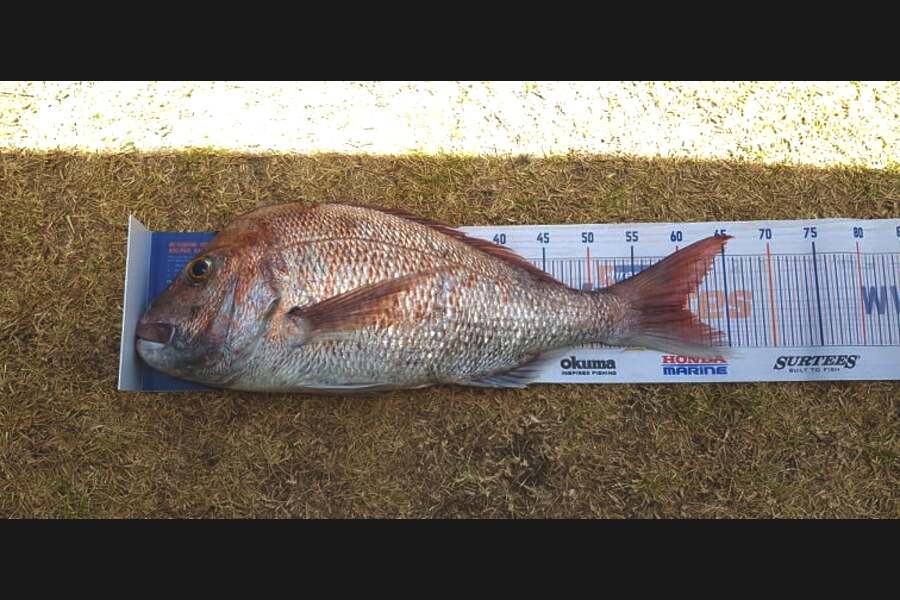 Dreese Williams caught this 60cm Snapper at Pataua South during The Export NZ Fishing Competition