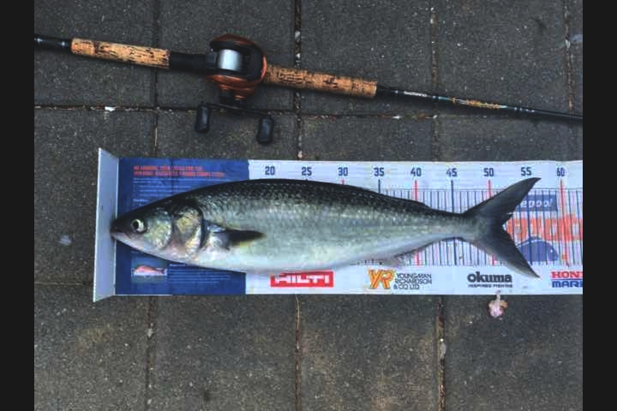 Mark Piskulic caught this 51.5cm Kahawai at Far north during The Export NZ Fishing Competition