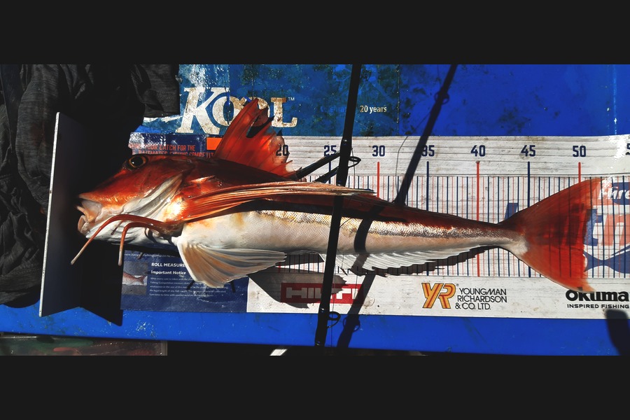 Dan Musson caught this 50.0cm Gurnard at Welly sth coast  during The Export NZ Fishing Competition