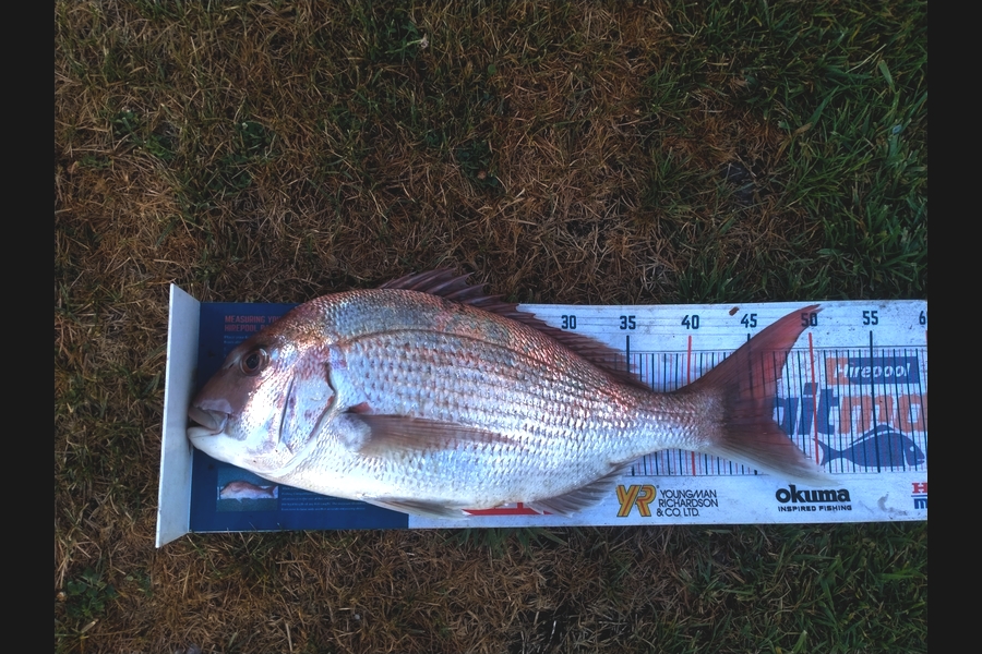 Tim  McKenzie caught this 46.5cm Snapper at Napier during The Export NZ Fishing Competition